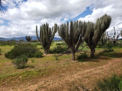 Chilean Torch (Eulychnia acida)
