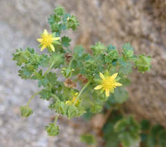 Ivesia saxosa