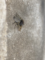 Phidippus mystaceus