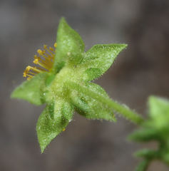 Ivesia saxosa