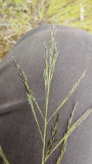 Eragrostis curvula