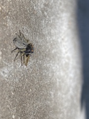Phidippus mystaceus