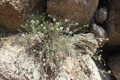 Monardella robisonii