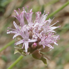 Monardella robisonii