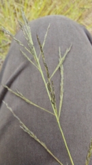 Eragrostis curvula