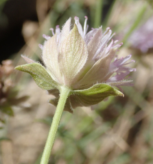 Monardella robisonii