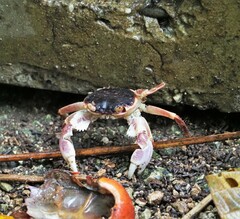 Geograpsus grayi