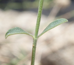 Monardella robisonii