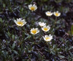 Dryas hookeriana