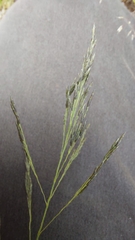 Eragrostis curvula