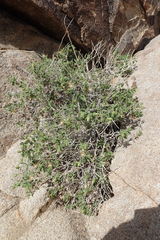 Brickellia atractyloides
