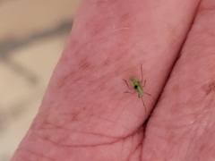 Macrosiphum euphorbiae