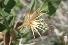 Brickellia atractyloides
