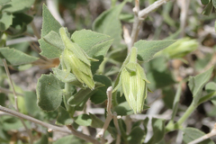 Brickellia atractyloides