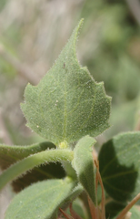 Brickellia atractyloides