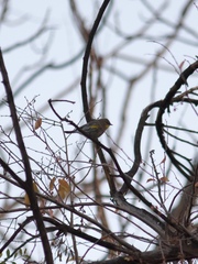 Setophaga coronata
