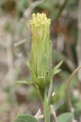 Brickellia atractyloides