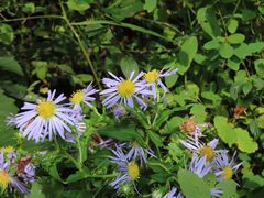 Symphyotrichum puniceum