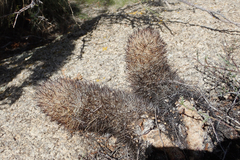 Escobaria alversonii