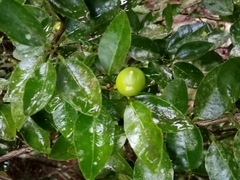 Citrus × latifolia