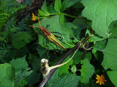 Taeniopoda gutturosa