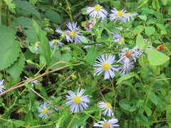 Symphyotrichum puniceum