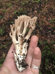 Ramaria acrisiccescens