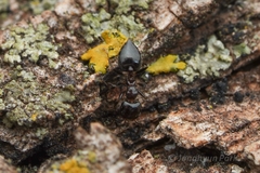 Crematogaster torosa