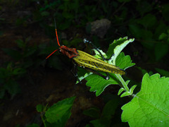 Taeniopoda gutturosa