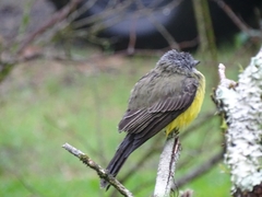 Myiozetetes granadensis