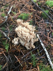 Ramaria acrisiccescens