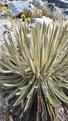 Espeletia colombiana