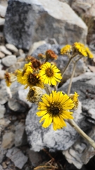 Espeletia colombiana