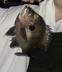 Lepomis macrochirus purpurascens