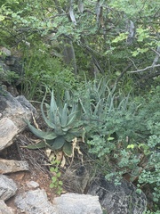 Aloe globuligemma
