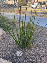 Dasylirion acrotrichum