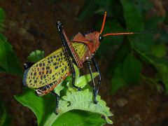 Taeniopoda gutturosa