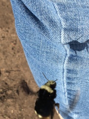 Bombus vosnesenskii