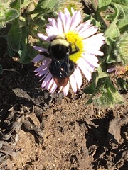 Bombus vosnesenskii