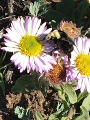 Bombus vosnesenskii