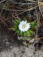 Hypochaeris sessiliflora