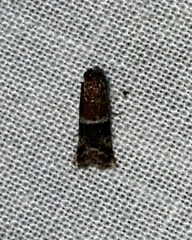 Moodna ostrinella