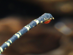 Hemigomphus comitatus