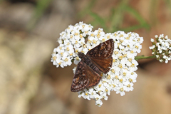 Erynnis pacuvius
