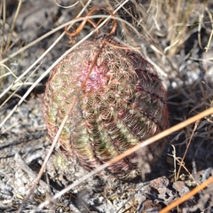 Echinocereus pectinatus pectinatus