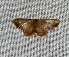 Idaea demissaria
