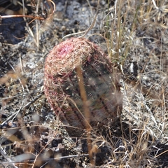 Echinocereus pectinatus pectinatus