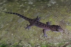 Cyrtodactylus marmoratus