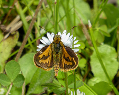 Ocybadistes walkeri sothis