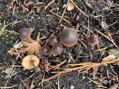 Macrocystidia